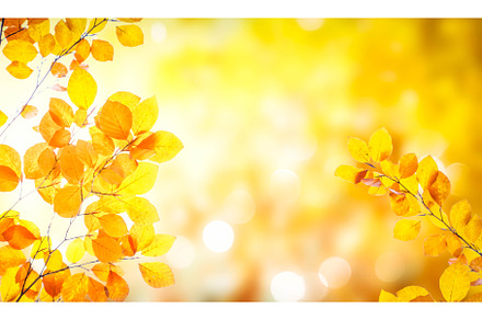 Vibrant fall foliage, a Nature Photo by Neirfy