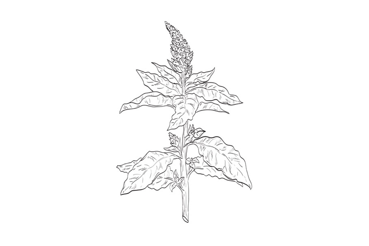 Redroot Pigweed Wild Plant Drawing, a Decorative Illustration by patrimonio (Photo 1 of 3)