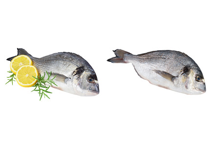 Fish dorado isolated on white, a Food & Drink Photo by NataPhoto