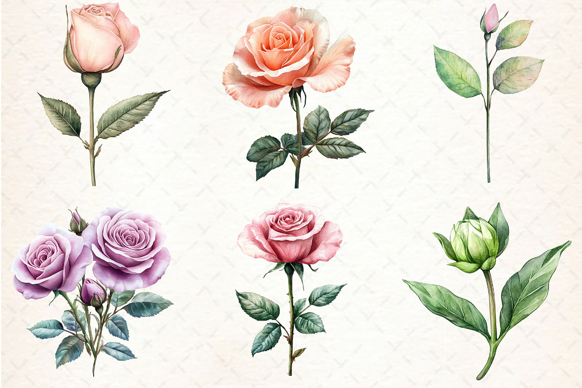 Pink Roses watercolor clipart, an Illustration by Libby Wishes (Photo 2 of 4)