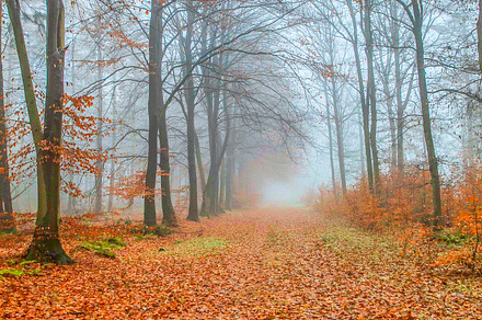 Snow In Autumn Park preview 6