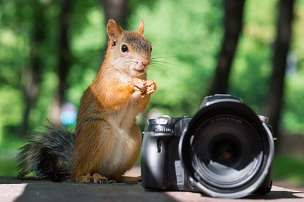 Squirrel and camera containing squirrel, photographer, and camera, an Animal Photo by AlexBush