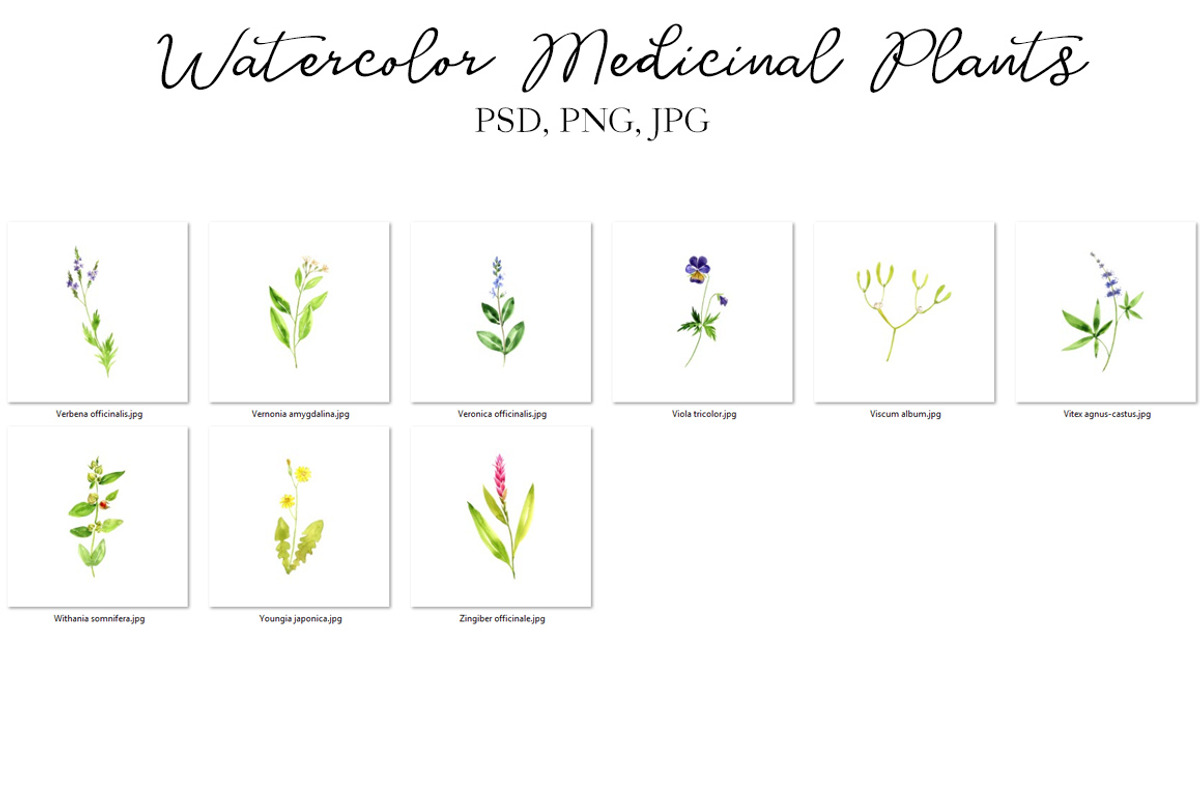 Watercolor Medicinal Plants, a Healthcare Illustration by cat_arch_angel (Photo 7 of 7)