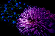 Dark Background Floral Bloom, a Nature Photo by Silent Nature (Thumbnail 8 of 10)