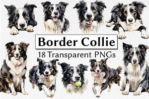 Border Collie Watercolor Clipart