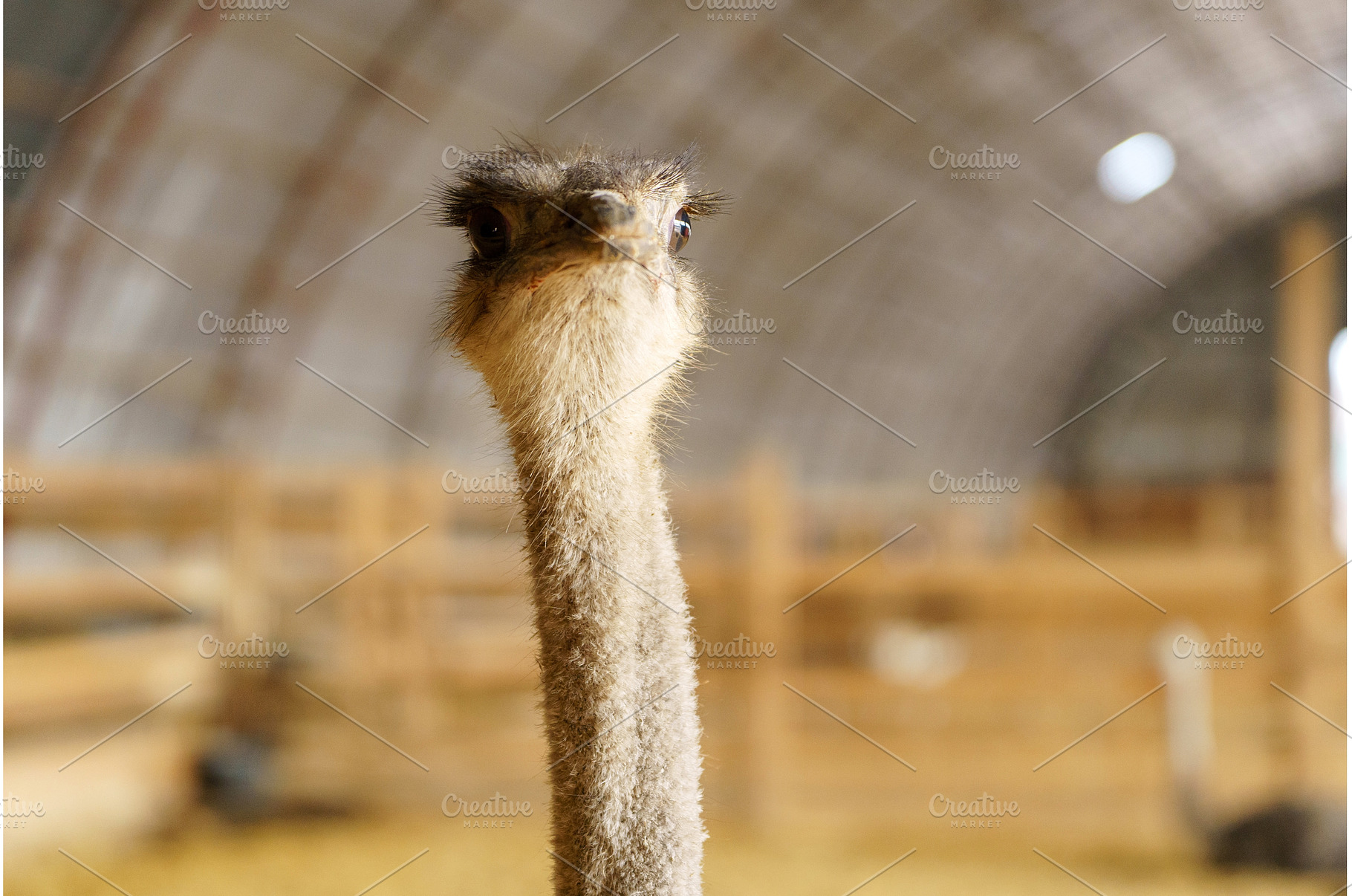 Ostrich with elongated neck in a, an Animal Photo by darksoul72