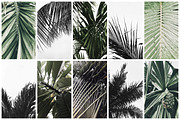 98% OFF | Tropical Bundle | 170 IN 1, a Photo by Floral Deco (Thumbnail 12 of 14)