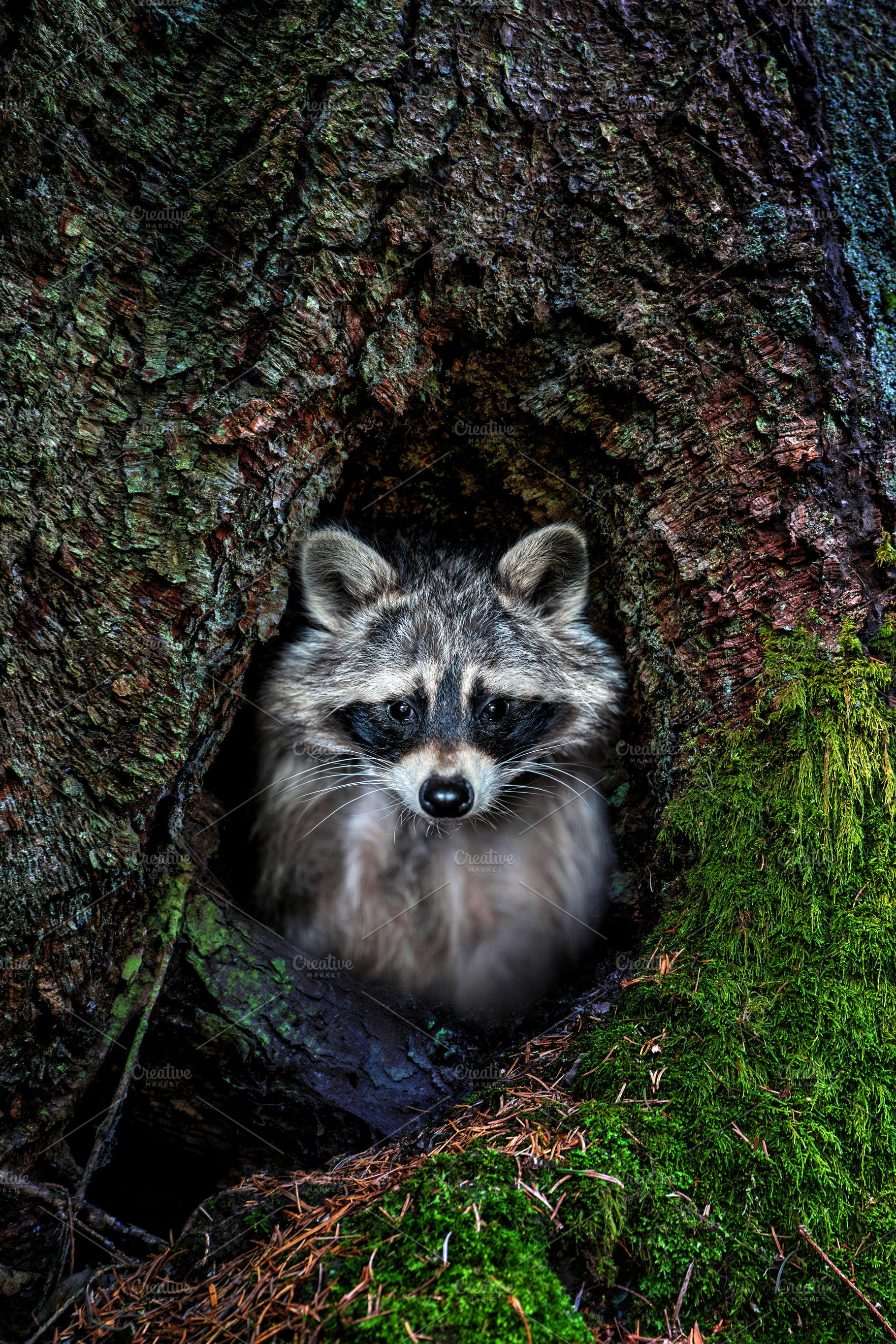 The raccoon cautiously climbs out of the hollow, an Animal Photo by Byrdyak