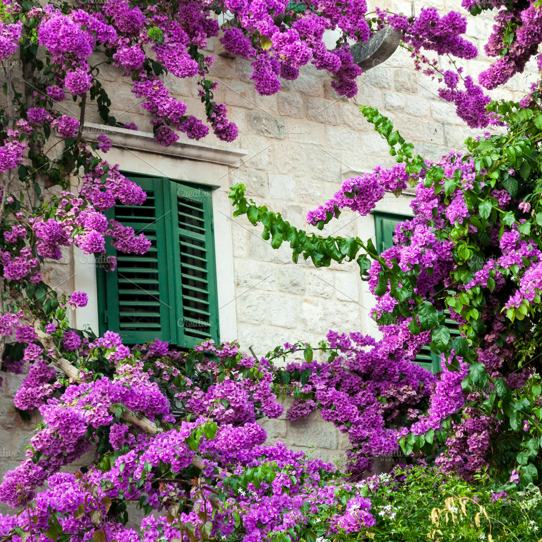 Bougainvillea and window, a Nature Photo by BOOCYS