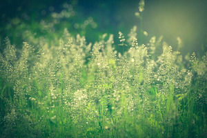 Wild Grasses in the Sunrise