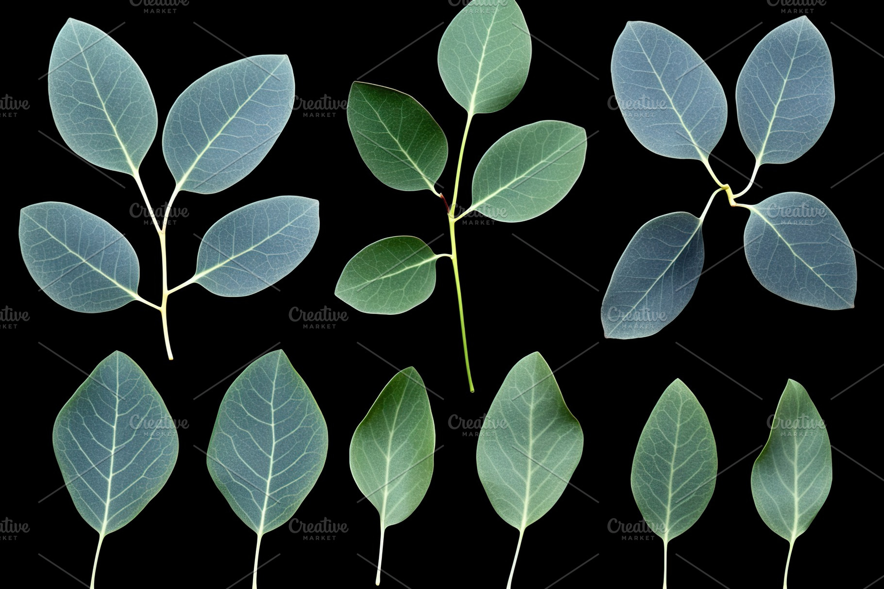 Green eucalyptus leaves on black background, a Nature Photo by AlyaAnd
