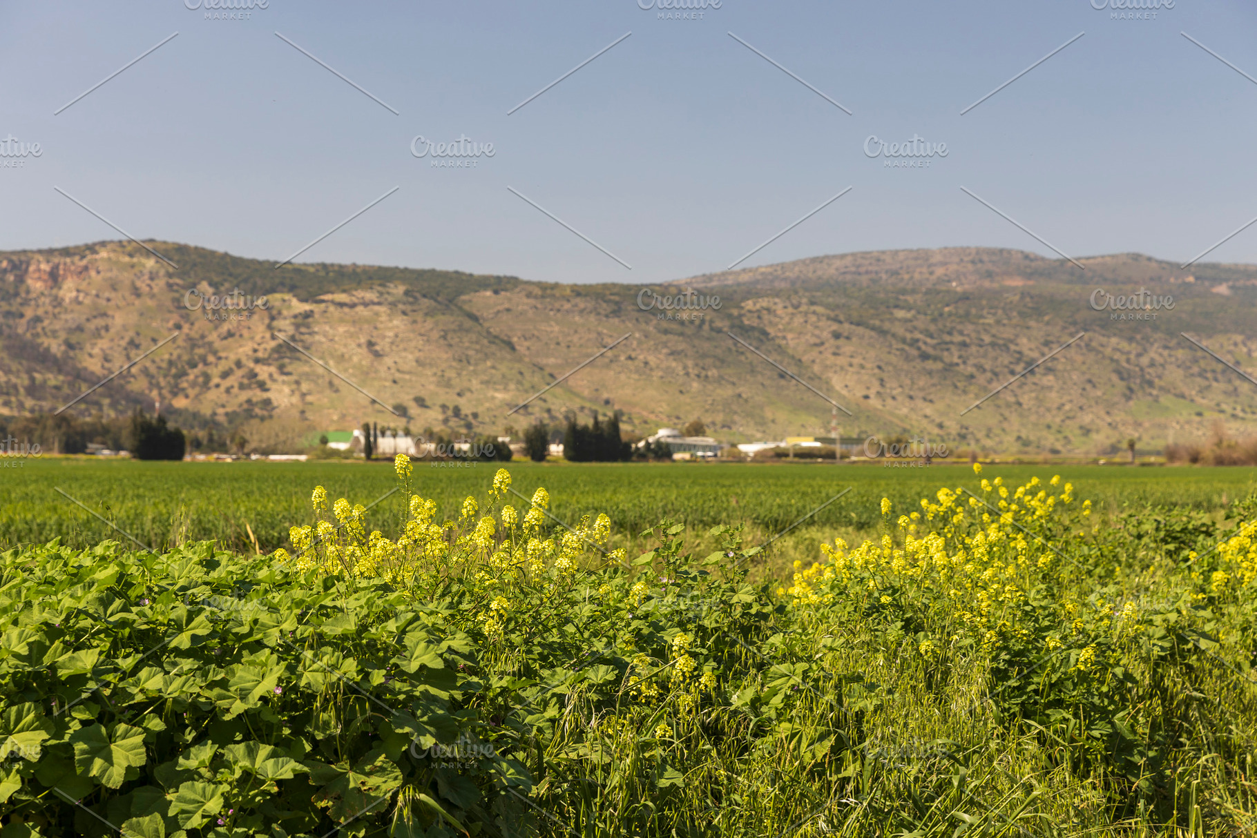View of blooming mustard,, a Nature Photo by Imaginarium
