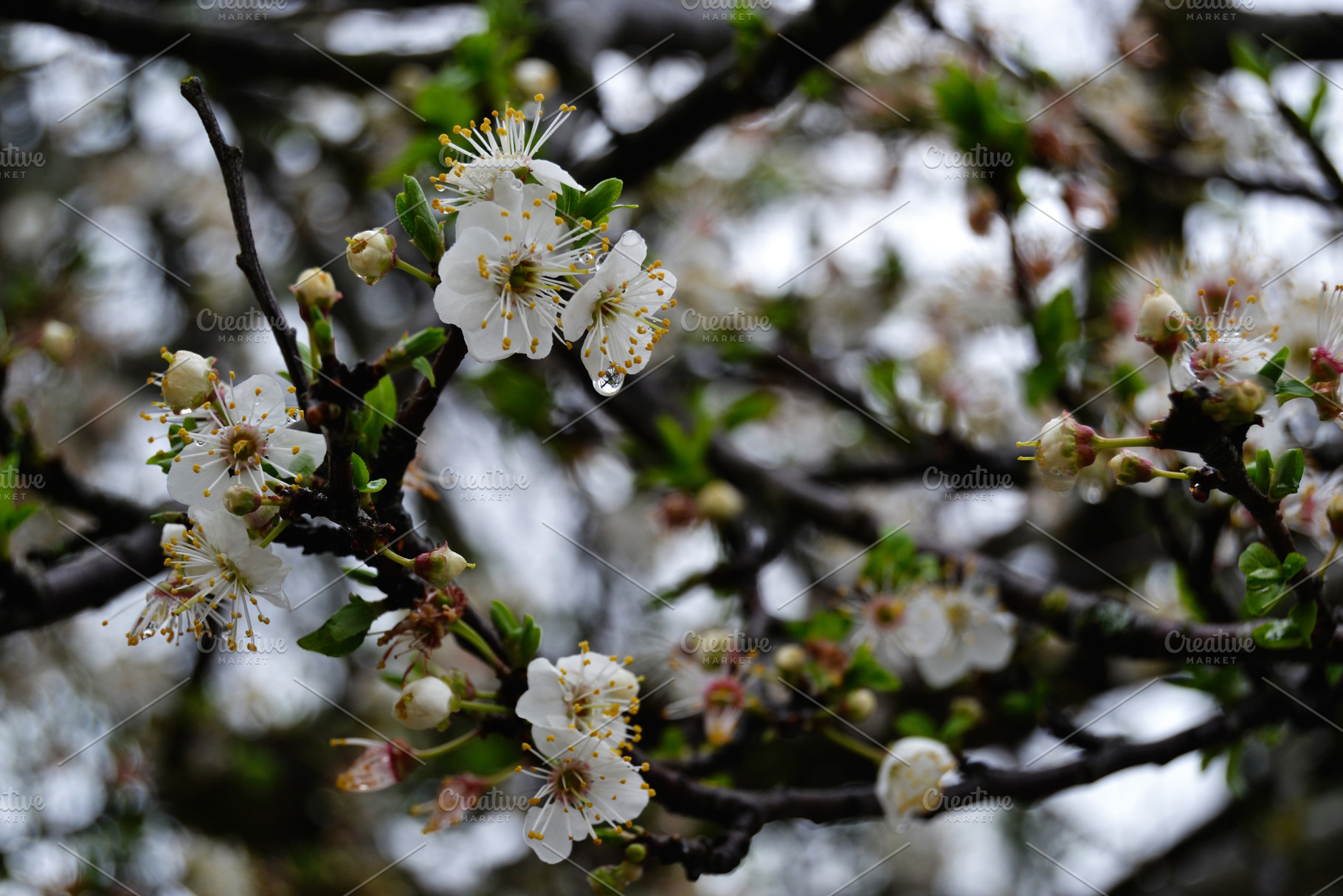 Spring blossoms on a branch highlighting nature's beauty., a Photo by AS photostudio