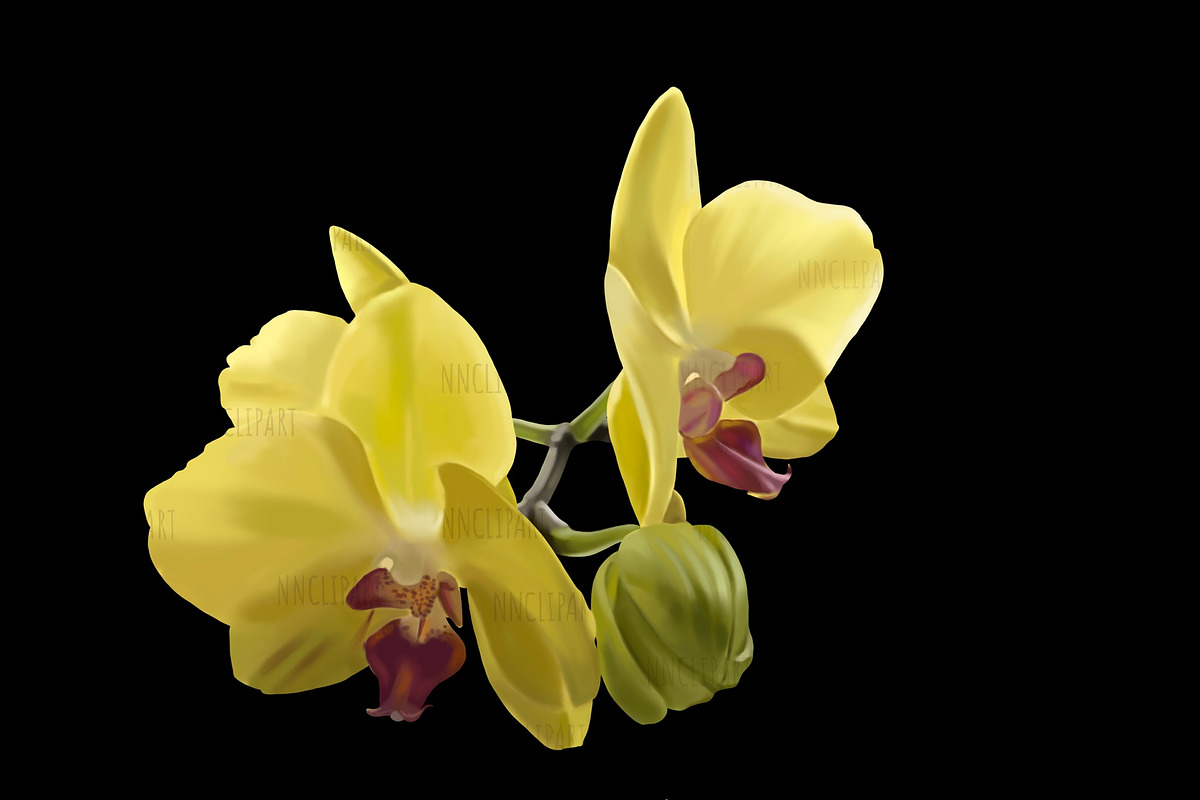Wedding Tropical flower bundle, an Illustration by NNclipart (Photo 7 of 9)