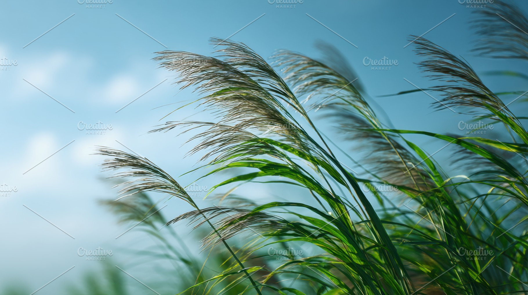 Grass swaying under blue sky, a Photo by Beautiful things