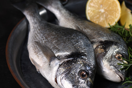 Fresh raw dorado fish on a tin plate, a Food & Drink Photo by Apolonia