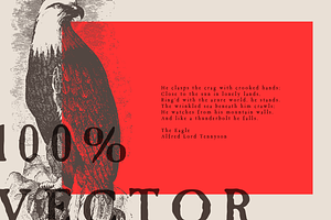 Vintage Eagle Illustrations Vector