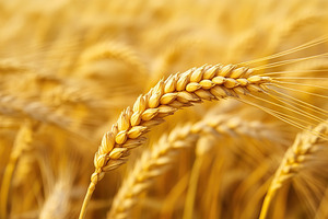 Golden wheat ear stands out in a vibrant field during sunny daylight hours in l, a Nature Photo by AlyaAnd