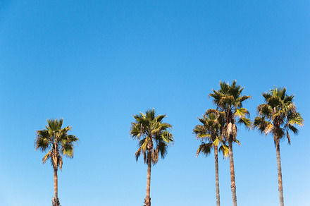 Palm trees in california stock photo containing beverly hills and california