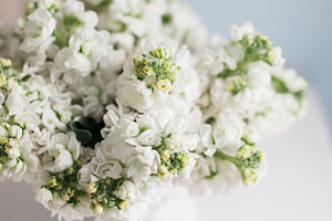 Beautiful White Hyacinths 