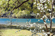 10 PSD trees Collection 4, an Object Graphic by envirographic (Thumbnail 4 of 4)
