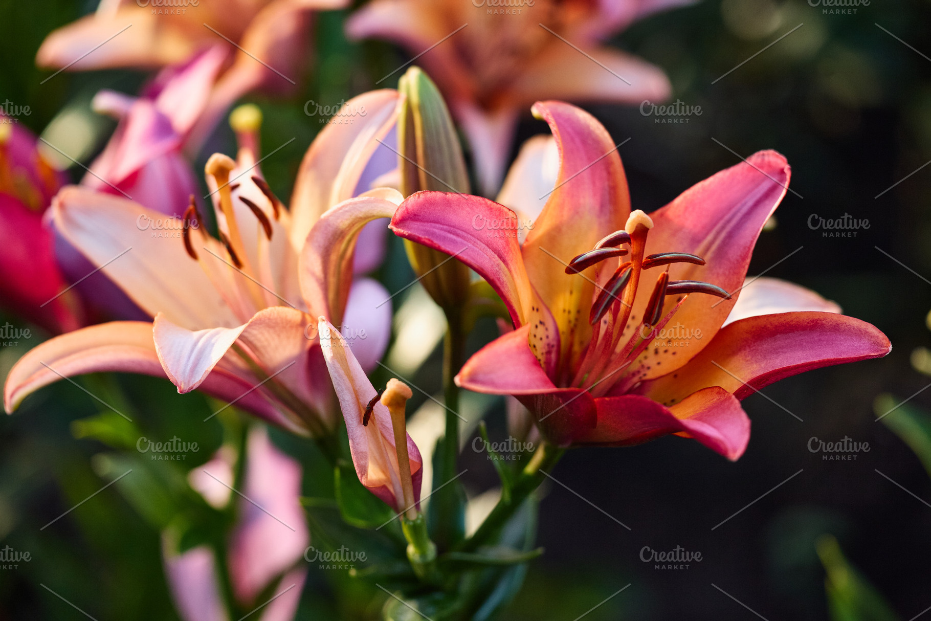 Close-up of beautiful pink and orange lily flowers blooming in the summer garde, a Nature Photo by Rohan Photography