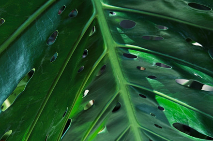 Monstera deliciosa background, a Nature Photo by ArtBackground