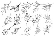 Olive Branch Line Art Clipart SVGs, a Decorative Illustration by Stellalunarts (Thumbnail 3 of 12)