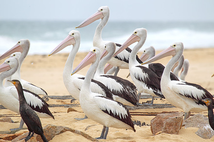 Australian pelicans