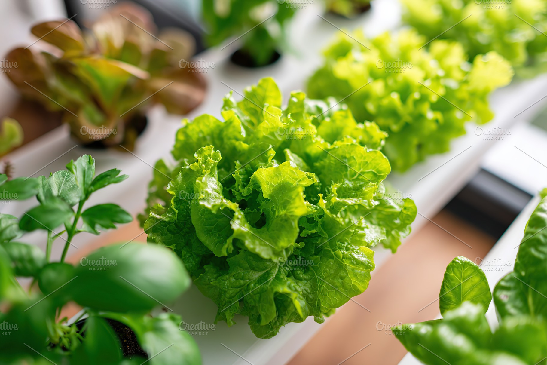 Fresh green lettuce growing in a hydroponic garden inside a modern home, a Photo by AlyaAnd