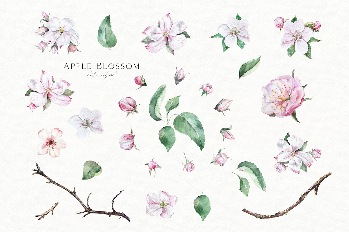 Apple Blossom, a Decorative Illustration by Olga Koelsch (Photo 8 of 9)