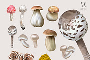 Botanical watercolor mushrooms, an Illustration by NNclipart (Thumbnail 3 of 3)