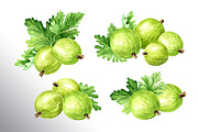 Amber Gooseberry. Watercolor set, a Food Illustration by Daria Ustiugova (Thumbnail 5 of 23)