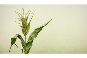 farm corn stalk isolated ai, a Nature Photo by pikepicture