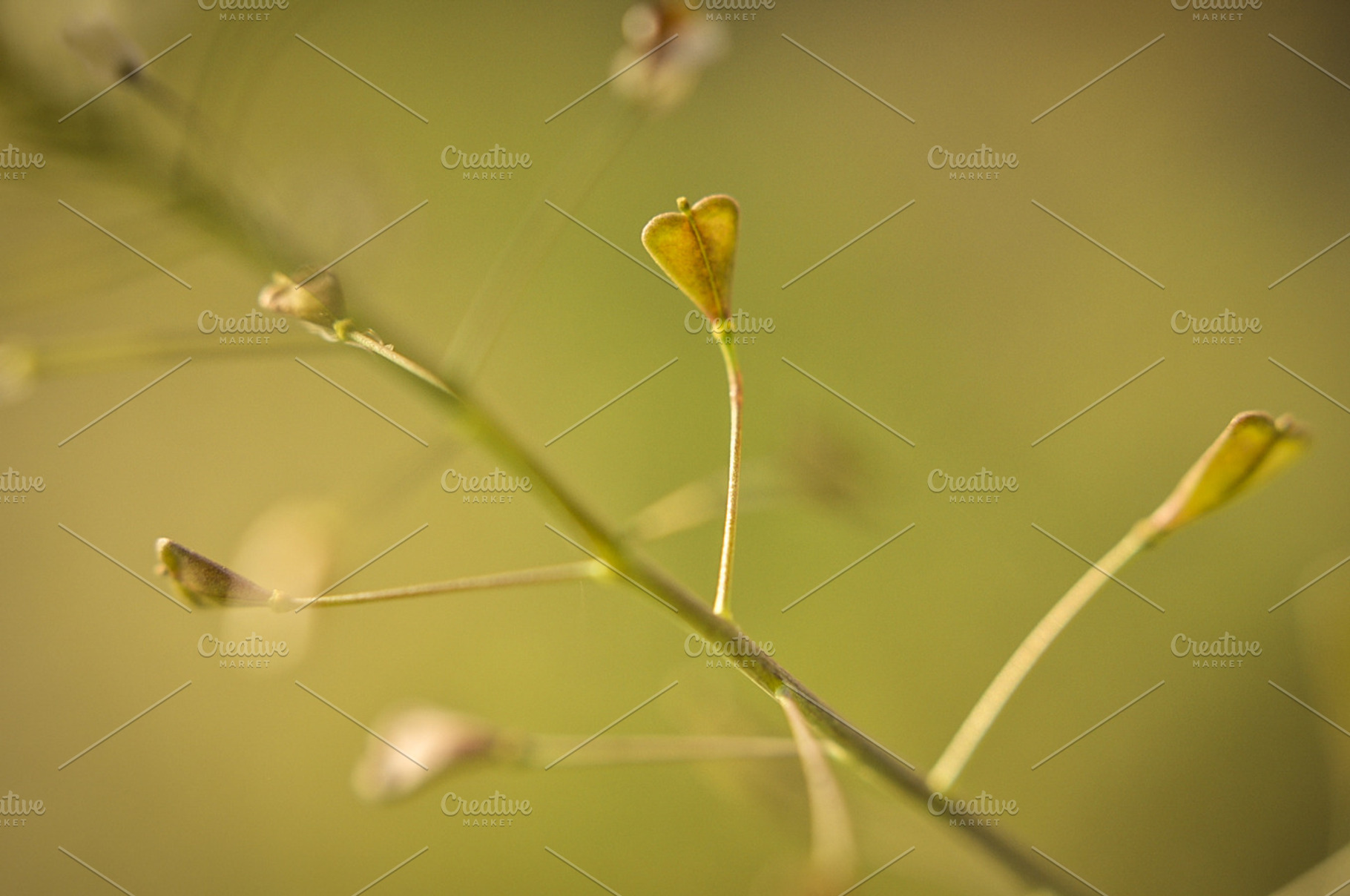 Heart Shaped Tendrils