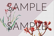Kangaroo Paw Australian Clipart, a Decorative Illustration by Pawcasso's Portraits (Thumbnail 4 of 6)