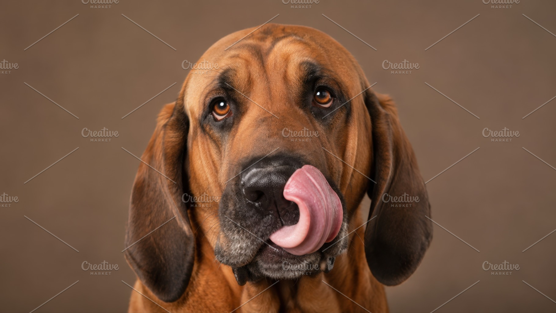 Dog licks its nose in a studio, a Photo by Beautiful things