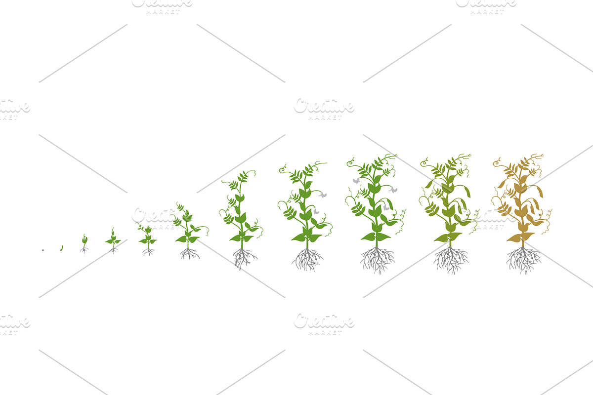 Vegetable growth stages pack, a Food Illustration by Ilia Design (Photo 3 of 9)