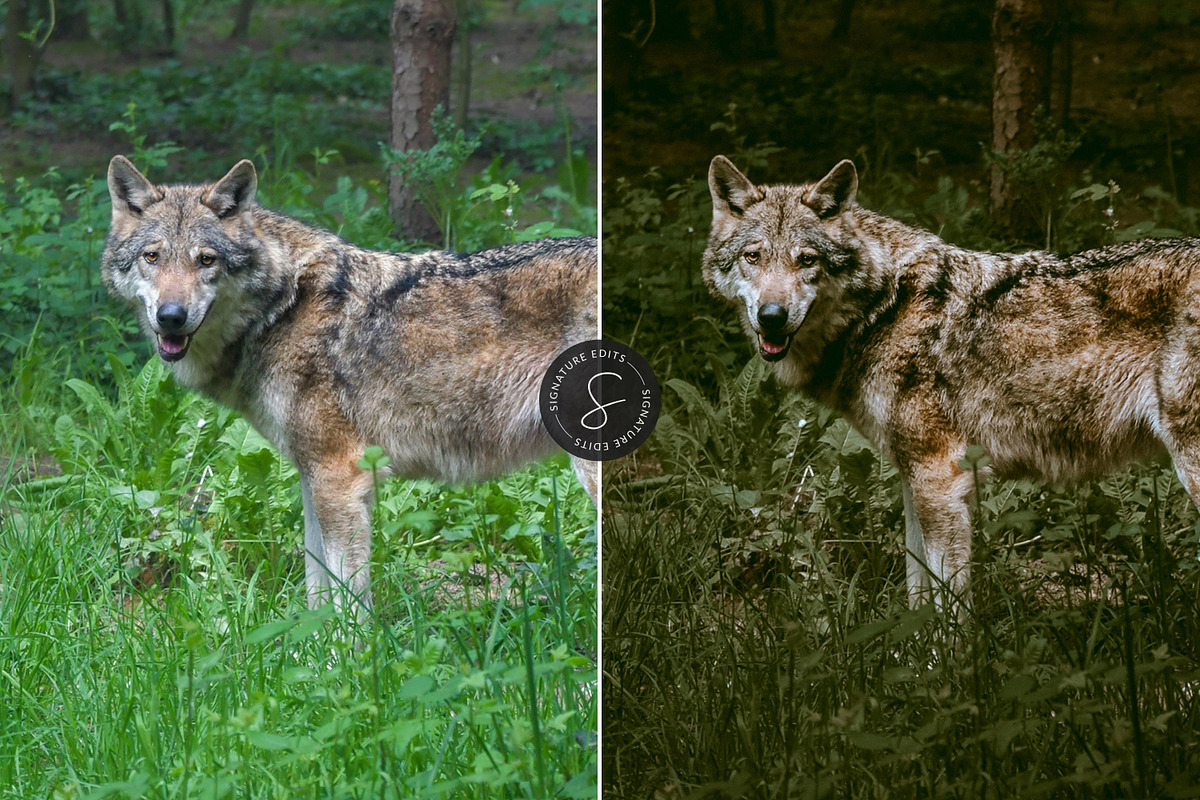 Dark & Moody Lightroom Presets, an Action Add-On by Signature Edits (Photo 18 of 20)