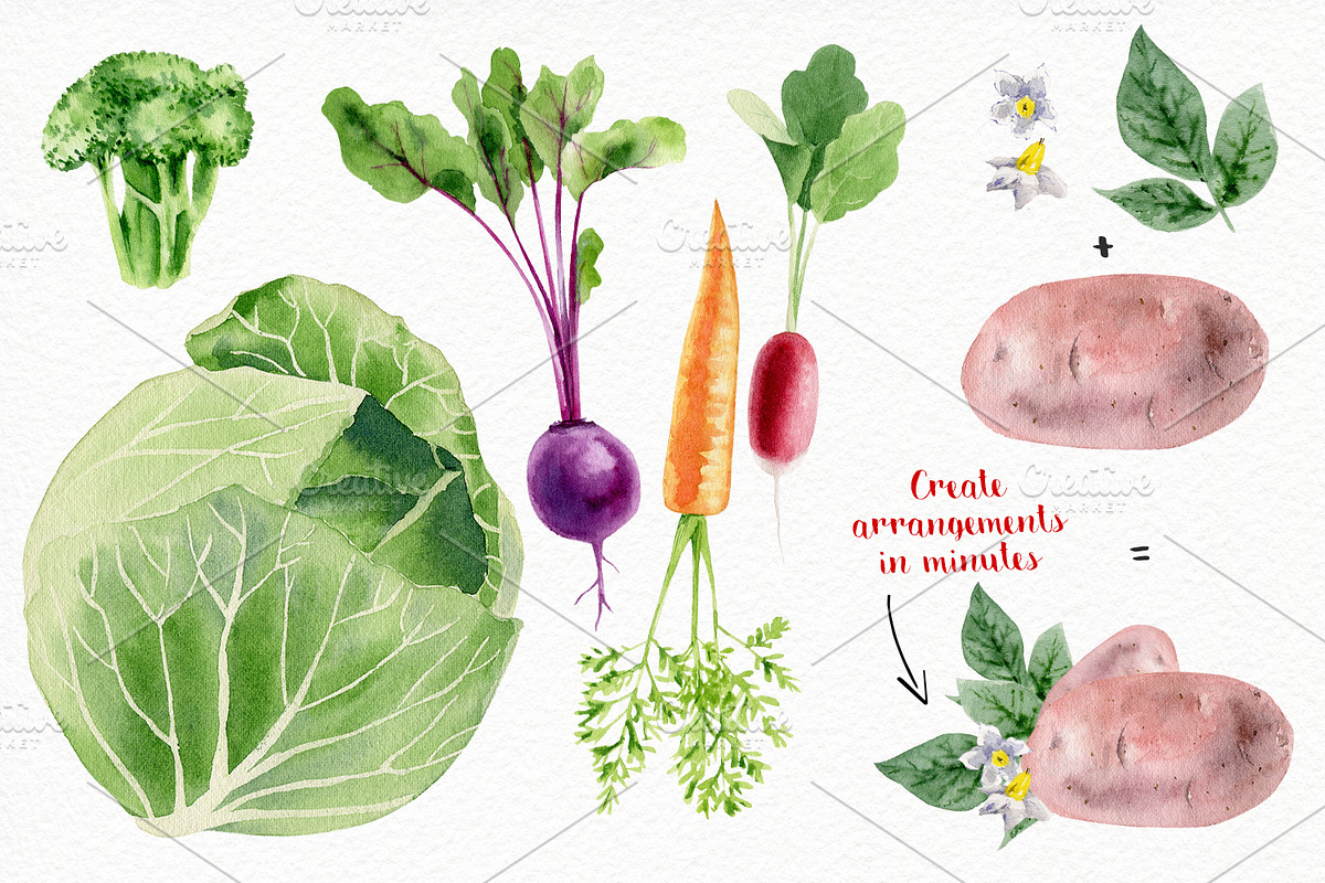 Watercolor vegetables and herbs, an Illustration by Elegantia (Photo 4 of 7)
