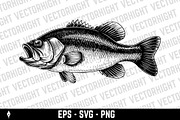 Detailed sea bass (or bass fish), an Animal Illustration by Vectorhight (Thumbnail 2 of 3)