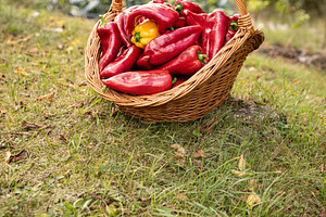 Red and yellow bell peppers, a Photo by Grafvision photography