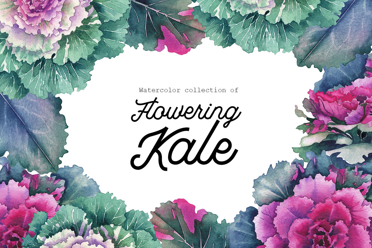 Watercolor Flowering Kale, a Decorative Illustration by Ekaterina Glazkova (Photo 1 of 7)
