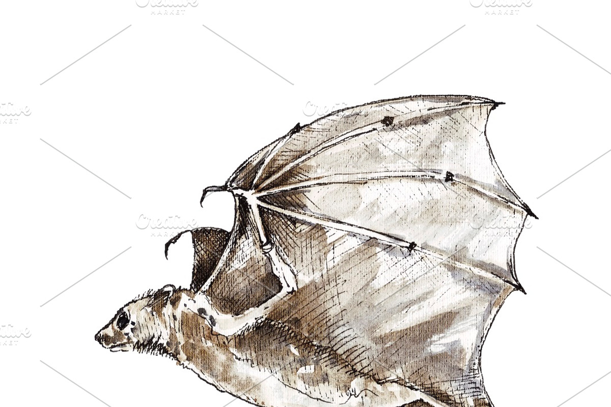 Vampire bats, watercolor/ink/vector, an Animal Illustration by Watercolor_Vector Graphic (Photo 6 of 22)