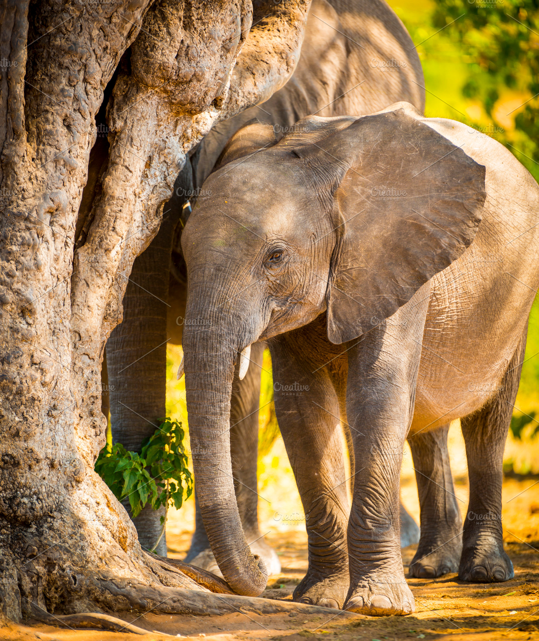Baby Elephant in Africa, an Animal Photo by THP Creative