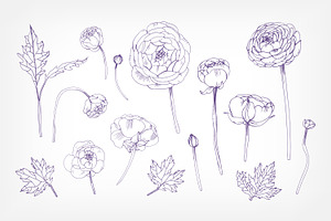 Set With Ranunculus