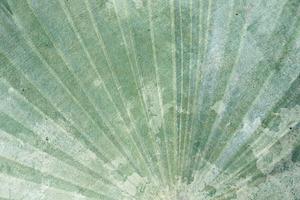 Vintage Blue/Green Palm Fan