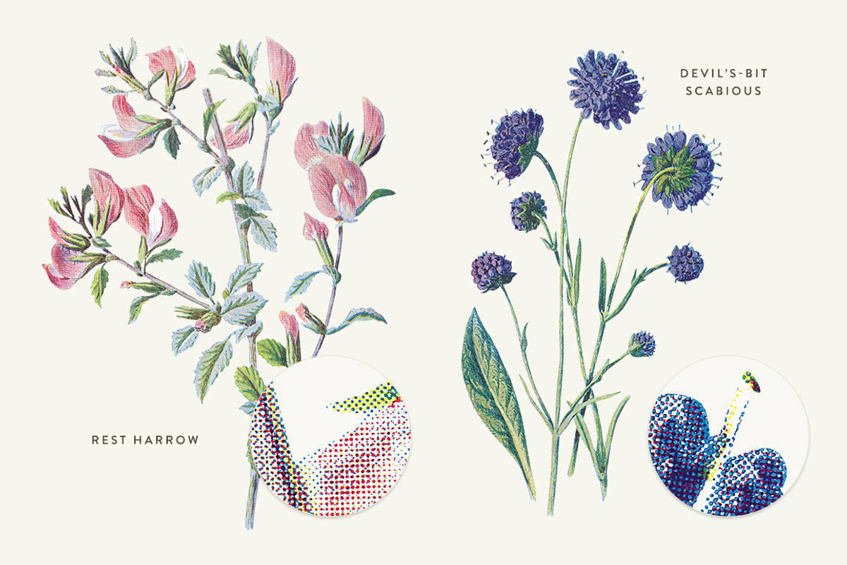 Vintge Flowers Vol.04 - Extra Large, an Illustration by Greta Ivy (Photo 17 of 18)