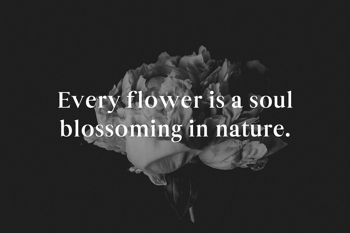 Maiah Serif Font Family Pack, a Serif Font by Creativetacos (Photo 6 of 8)
