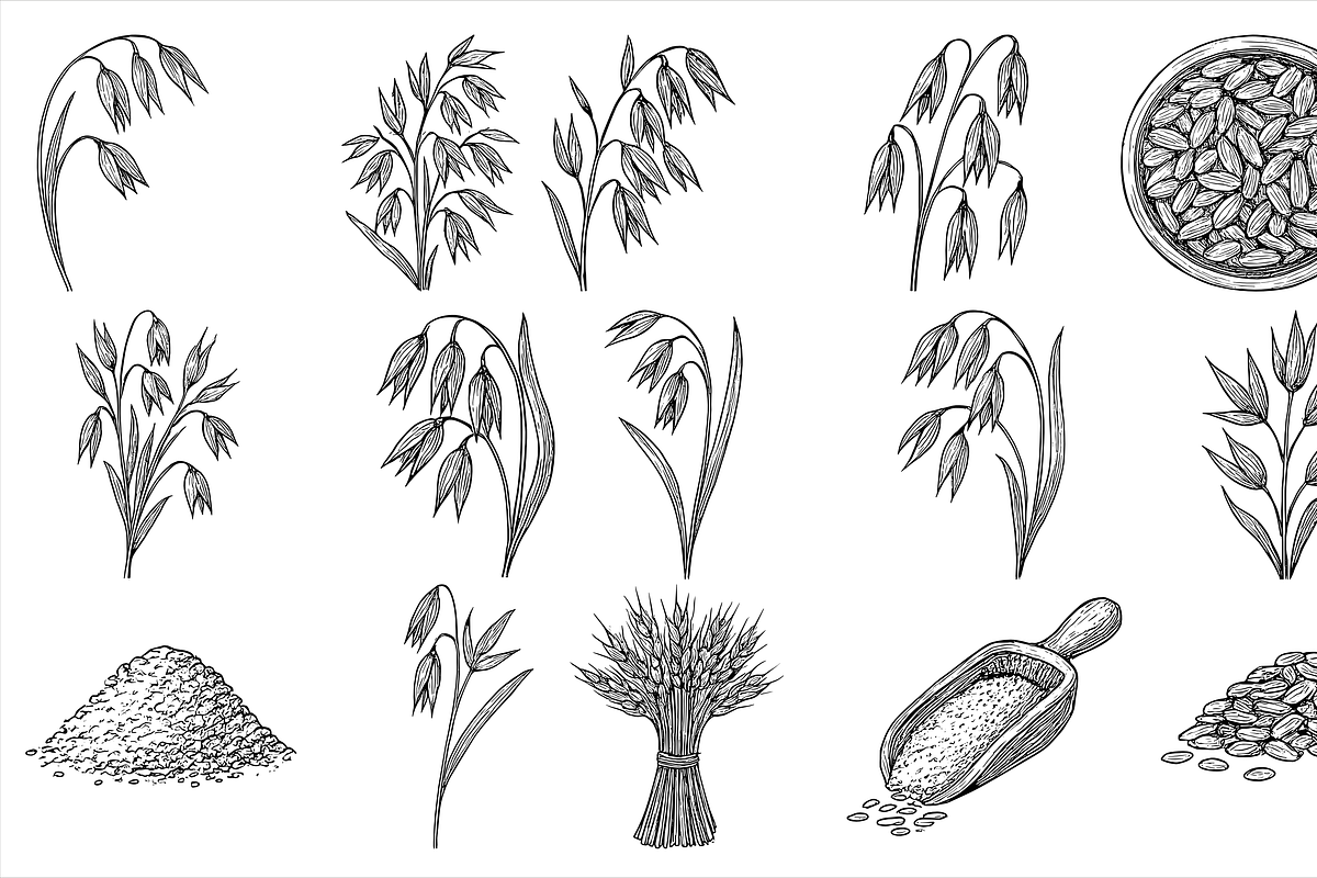Oats Plant Set, an Object Graphic by nikagraphic